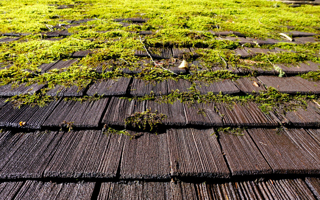 Is Moss On My Roof A Problem?